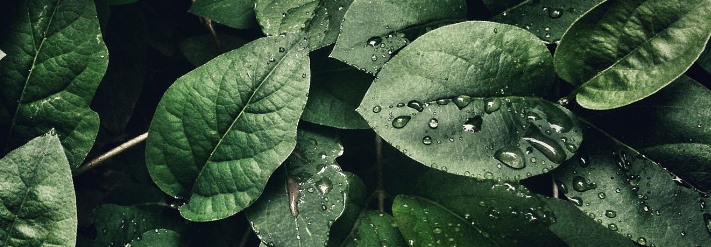 green leaves with water drops